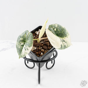 Alocasia ‘Bisma Platinum’ Albo Variegated (wk27-H)