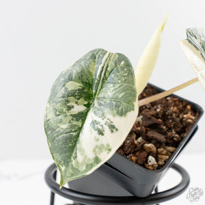 Alocasia ‘Bisma Platinum’ Albo Variegated (wk27-H)