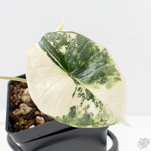 Alocasia ‘Bisma Platinum’ Albo Variegated (wk27-H)