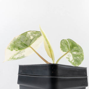 Alocasia ‘Bisma Platinum’ Albo Variegated (wk27-H)