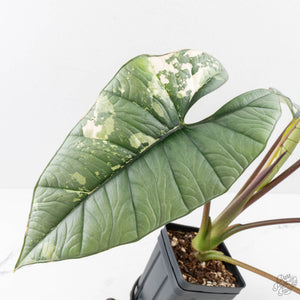 Alocasia ‘Bisma Platinum’ Albo Variegated (wk27-M) Corming Size