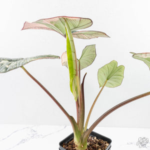 Alocasia ‘Bisma Platinum’ Albo Variegated (wk27-M) Corming Size