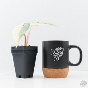 Alocasia ‘Bisma Platinum’ Albo Variegated (wk21-J)