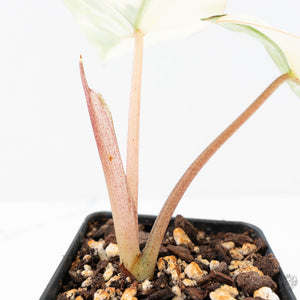 Alocasia ‘Bisma Platinum’ Albo Variegated (wk21-J)