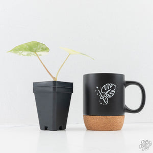 Alocasia ‘Bisma Platinum’ Albo Variegated (wk24-F)