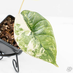 Alocasia ‘Bisma Platinum’ Albo Variegated (wk24-F)