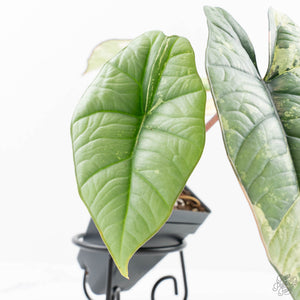 Alocasia 'Bisma Platinum' Albo Variegated (wk20-K)