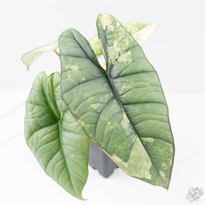 Alocasia 'Bisma Platinum' Albo Variegated (wk20-K)