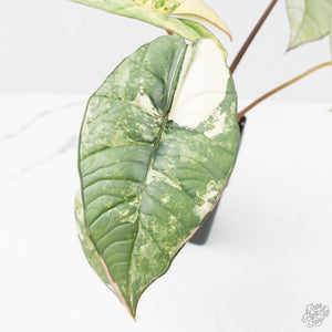Alocasia 'Bisma Platinum' Albo Variegated (wk20-K)