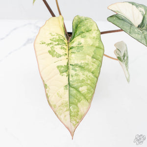 Alocasia 'Bisma Platinum' Albo Variegated (wk20-K)