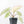 Alocasia 'Bisma Platinum' Albo Variegated (wk20-K)