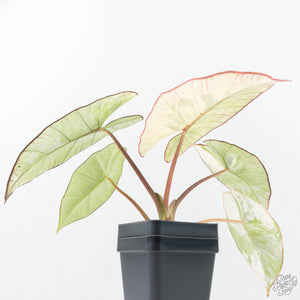 Alocasia 'Bisma Platinum' Albo Variegated (wk20-K)