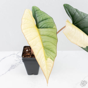 Alocasia ‘Bisma Platinum’ Albo Variegated (wk20-U)