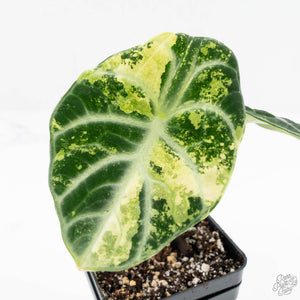 Alocasia 'Black Velvet Ninja' Albo Variegated (wk19-K)