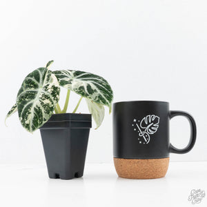 Alocasia 'Black Velvet Ninja' Albo Variegated (wk21-N) *Corming Size*