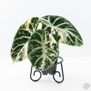 Alocasia 'Black Velvet Ninja' Albo Variegated (wk21-N) *Corming Size*