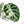 Alocasia 'Black Velvet Ninja' Albo Variegated (wk21-N) *Corming Size*