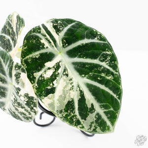 Alocasia 'Black Velvet Ninja' Albo Variegated (wk21-N) *Corming Size*