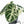 Alocasia 'Black Velvet Ninja' Albo Variegated (wk21-N) *Corming Size*
