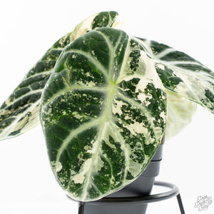 Alocasia 'Black Velvet Ninja' Albo Variegated (wk21-N) *Corming Size*