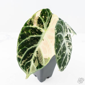 Alocasia 'Black Velvet Ninja' Albo Variegated (wk21-N) *Corming Size*