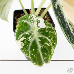 Alocasia 'Black Velvet Ninja' Albo Variegated (wk21-N) *Corming Size*