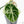 Alocasia 'Black Velvet Ninja' Albo Variegated (wk21-N) *Corming Size*