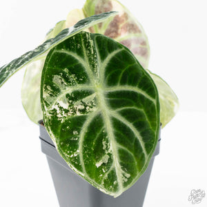 Alocasia 'Black Velvet Ninja' Albo Variegated (wk21-N) *Corming Size*