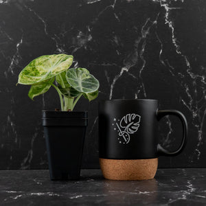 Alocasia 'Black Velvet Ninja' Mint Variegated