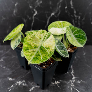 Alocasia 'Black Velvet Ninja' Mint Variegated