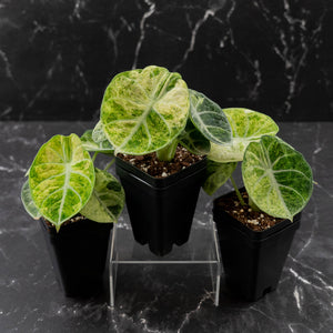 Alocasia 'Black Velvet Ninja' Mint Variegated