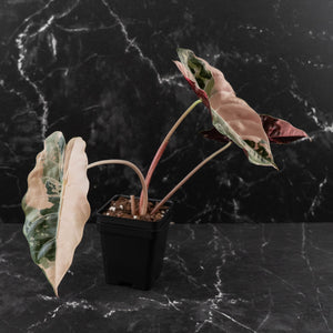 Alocasia Chantrieri Pink Variegated - Corming Size (wk42-L381)