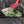 Alocasia Chantrieri Pink Variegated - Corming Size (wk42-L381)