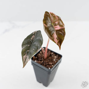 Alocasia Chantrieri Pink Variegated (wk44-L409)