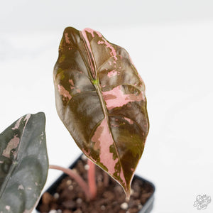 Alocasia Chantrieri Pink Variegated (wk44-L409)