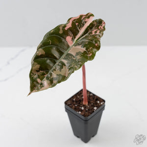 Alocasia Chantrieri Pink Variegated (wk44-L410)