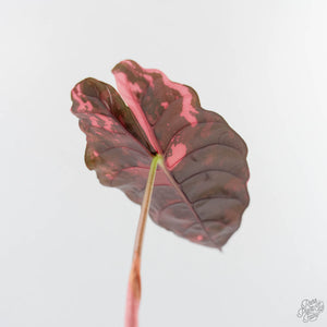 Alocasia Chantrieri Pink Variegated (wk44-L410)