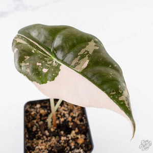 Alocasia Chantrieri Pink Variegated (wk23-E)