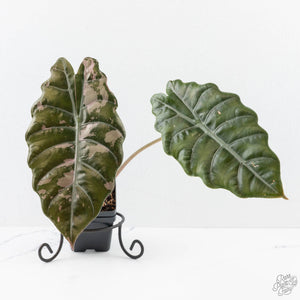 Alocasia Chantrieri Pink Variegated (wk25-K) *Corming Size*