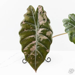 Alocasia Chantrieri Pink Variegated (wk25-K) *Corming Size*