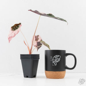 Alocasia Chantrieri Pink Variegated (wk27-J)