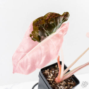 Alocasia Chantrieri Pink Variegated (wk27-J)