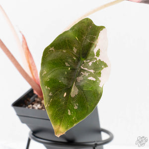 Alocasia Chantrieri Pink Variegated (wk27-J)