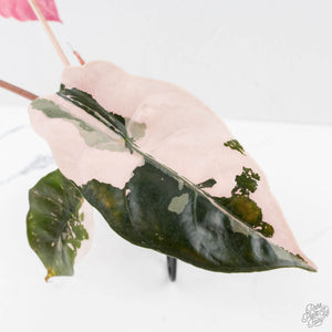 Alocasia Chantrieri Pink Variegated (wk27-J)