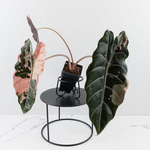 Alocasia Chantrieri Pink Variegated - Mother Plant (wk34-L68)