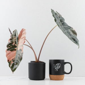 Alocasia Chantrieri Pink Variegated - Mother Plant (wk34-L68)