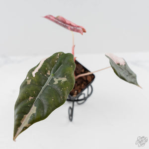 Alocasia Chantrieri Pink Variegated (wk43-L237)