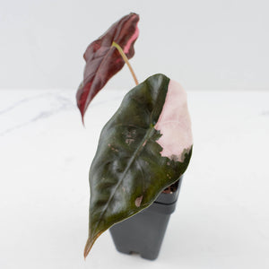 Alocasia Chantrieri Pink Variegated (wk36-L237)