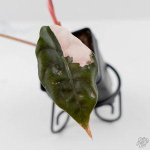 Alocasia Chantrieri Pink Variegated (wk43-L237)