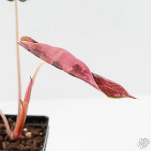 Alocasia Chantrieri Pink Variegated (wk43-L237)